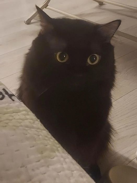 Сибирский кот отдам