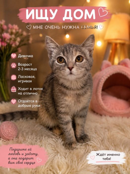 Пристраивается котёнок