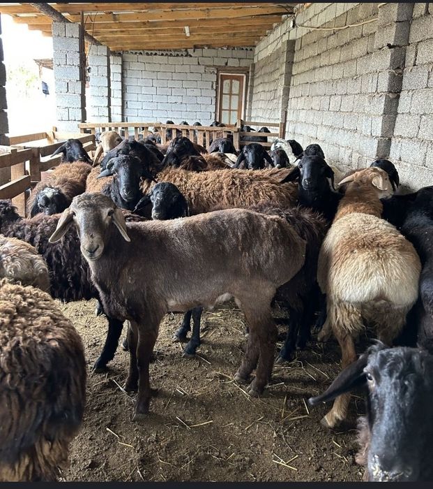 Қой қошқарлар сатылады