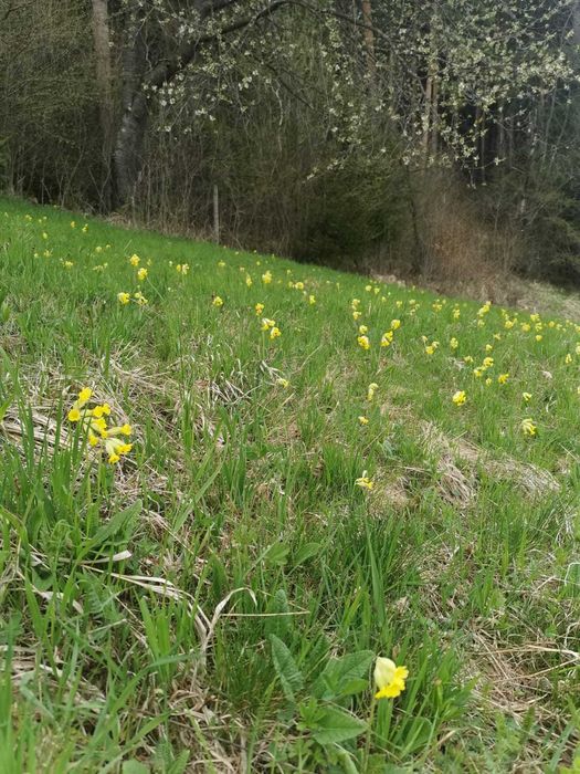 Teren intravilan în Comuna Ceahlău