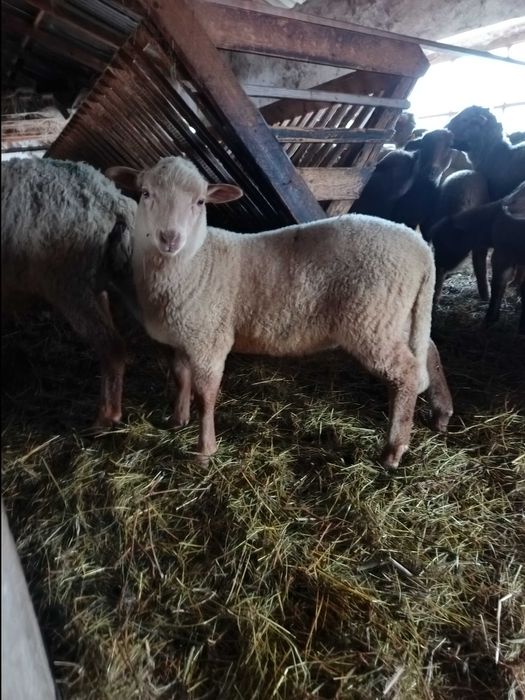 Miei Tigaia 20 bucat