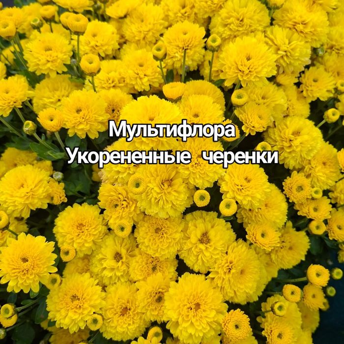 Хризантема мультифлора
