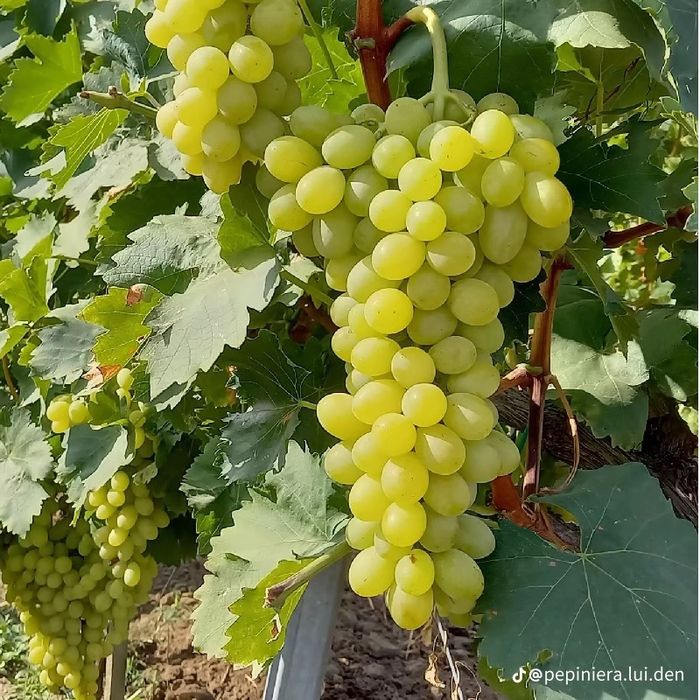 Butași viță de vie altoită si hibridă anul 3 de vegetație Certificați