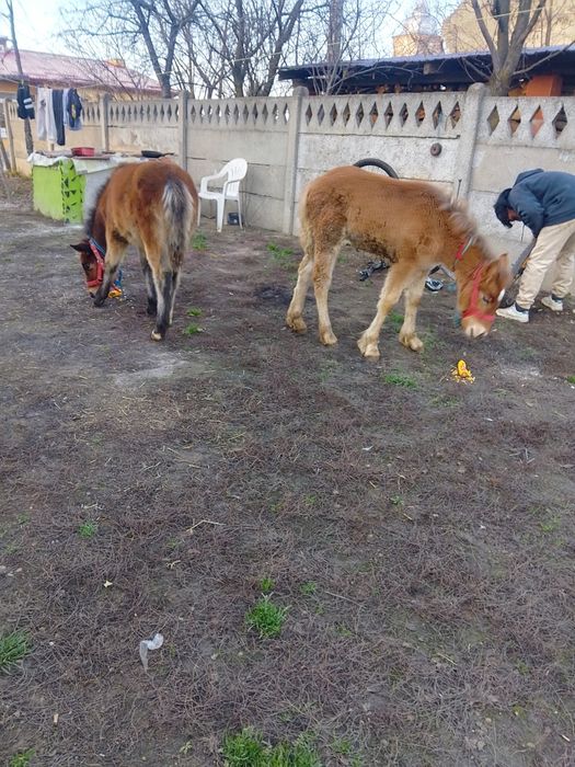 Două mânze de vânzare