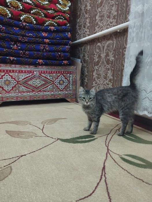 Бала пышык бар калеушилер алып кетин бийпул