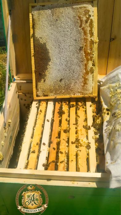 Пчелопакеты -2026