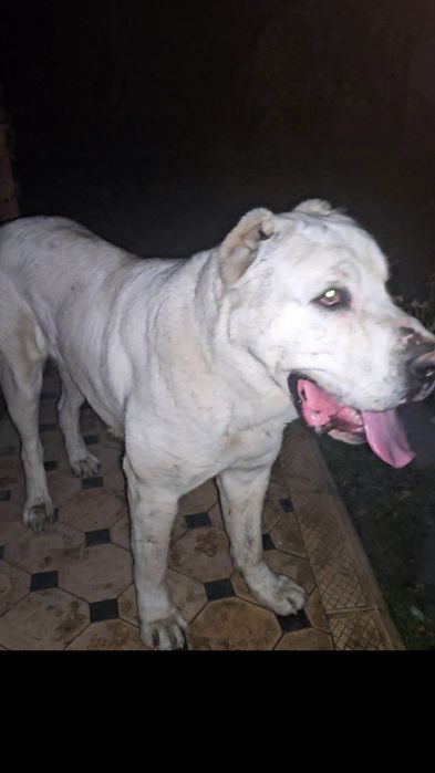 Alabay, 1yil2oylik tyaj 85kg