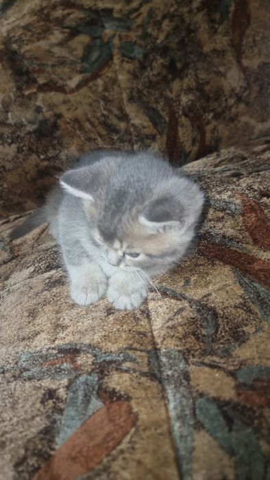 Zotli mushukla Otasi British Shinshila Onasi Scotish Strayt