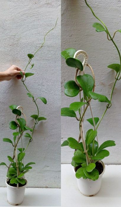 Хойя Керри («зеленое сердце» или «валентинка»). Экзотические цветы