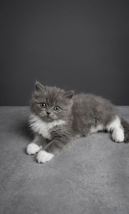 Роскошные котята: Хайленд, Серебристая шиншилла и Золотой мрамор