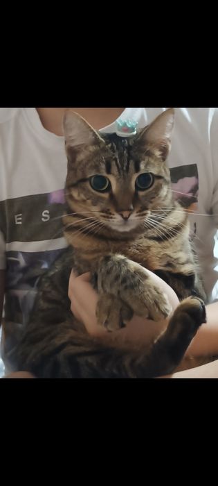 Кот домашний, 3 года