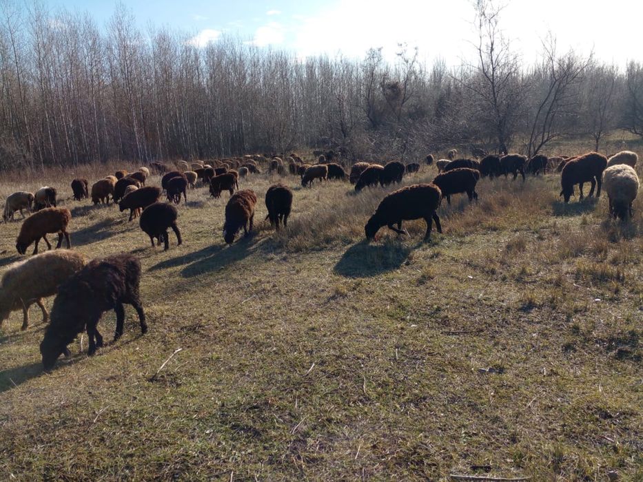 Кой, токты, баран