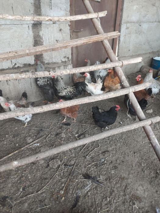 Яйца инкубационные