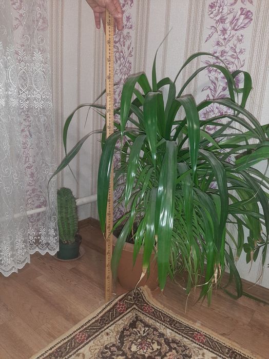 Продается комнатные  растения