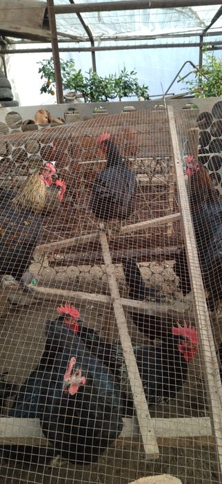 Qora shaxzoda xorozlar sotiladi