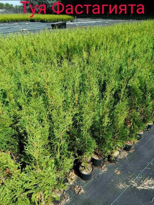 Туя(Смарагд, Фастигията и Ауреа Нана) и кипарис леилянди