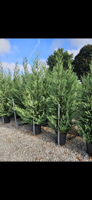 Leylandii verde de mai multe dimensiuni