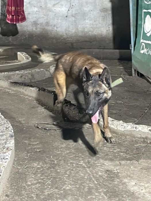 Продам бельгийскую овчарку (кобель), 2 года