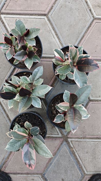 Фикус,сорт Белиз