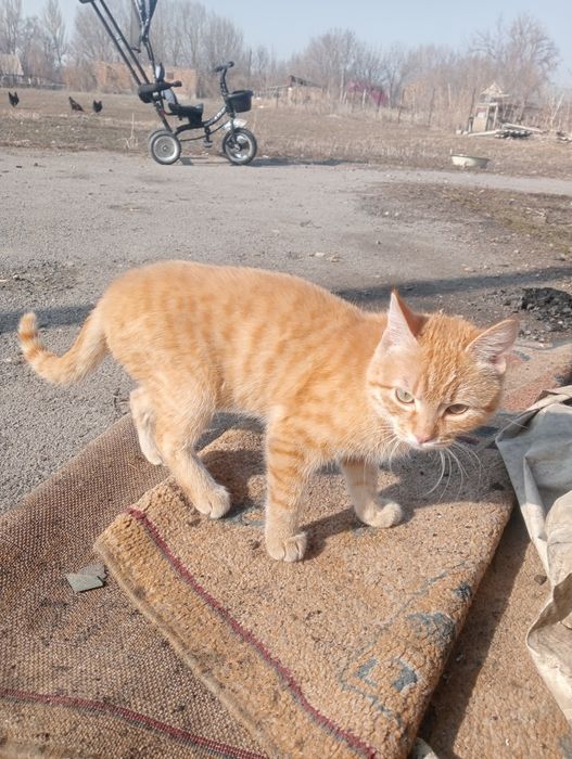 Одам котенка в хорошие руки