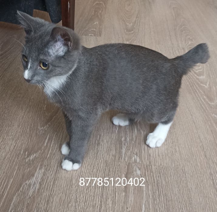Котик,3,5 мес в добрые руки