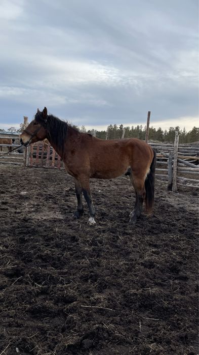 Продам жеребца