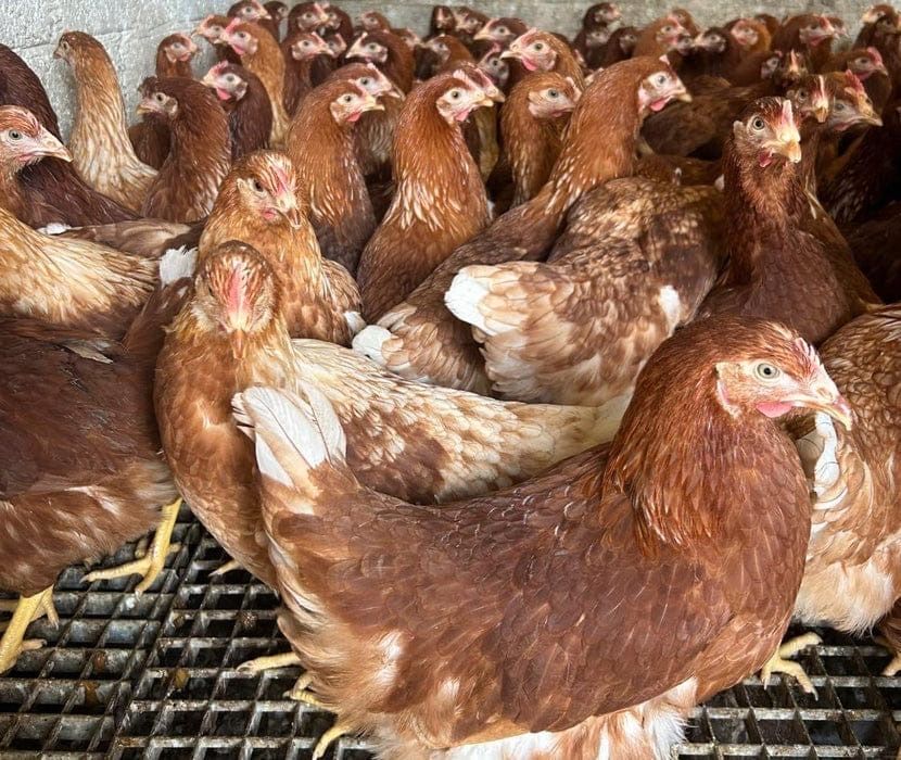 Vindem gaini de oua in toata tara