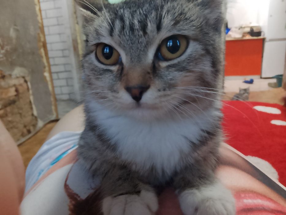 Отдам котят в добрые руки