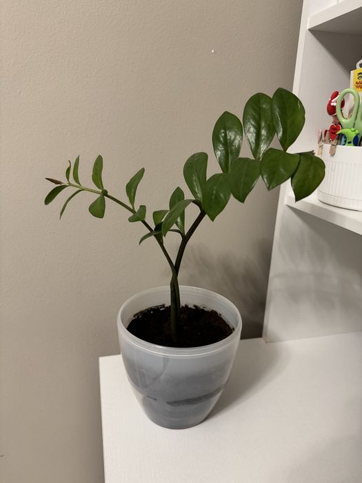 Замиокулькас (долларовое дерево)