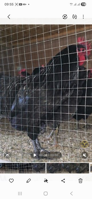 Qorashoxzada dakan induk avstrelop tuximi