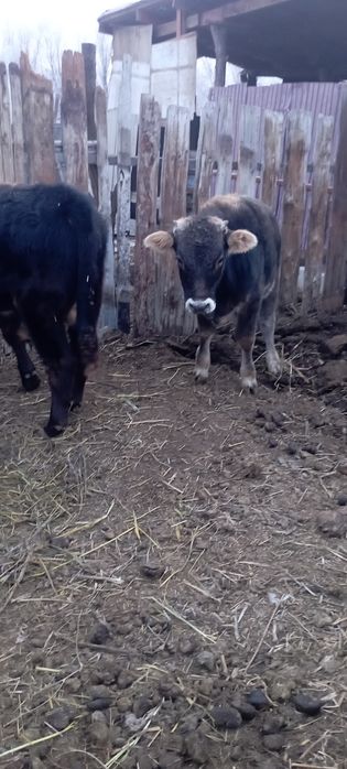 Подсостар сатылады