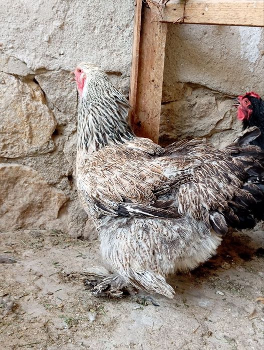 Brama va kulangi tovuqlar, kulangi xo'rozlar sotiladi