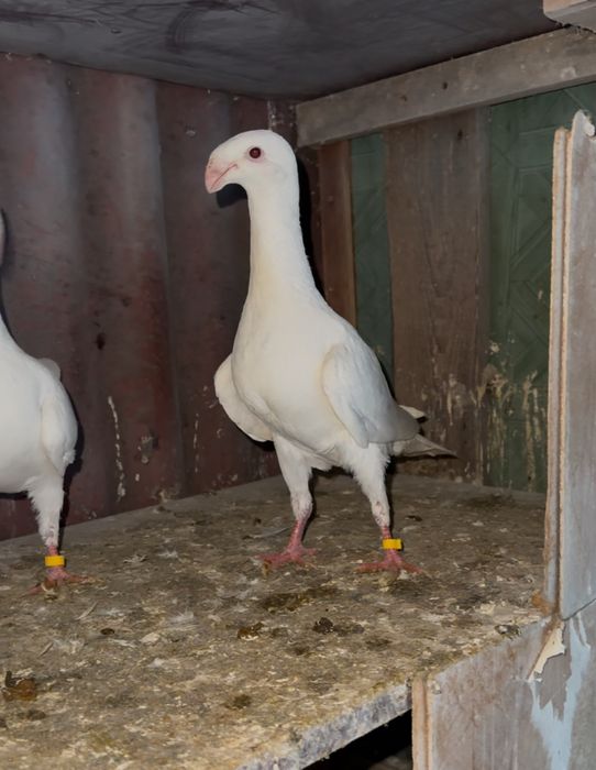 Продам голубей категории немецкие выстовочные !