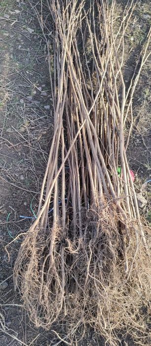 Puieți salcâm frasin tei fag carpen stejar mesteacăn plop brad molid