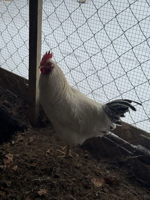 Атештер 5-6ай болган