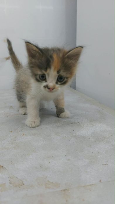 Отдам котенка, бесплатно
