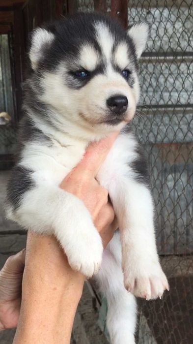 Голубоглазый красавец хаски из питомника