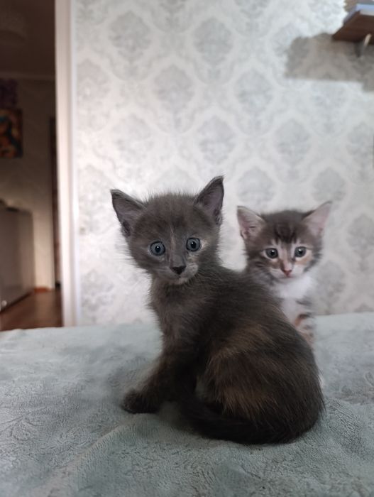 Отдам котят в добрые руки