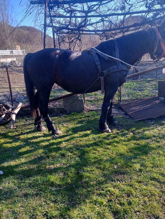 Vând iapa bună de ham