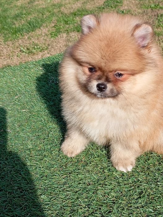 Померан померанчета