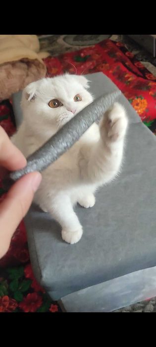 Birtan-british uy mushugi