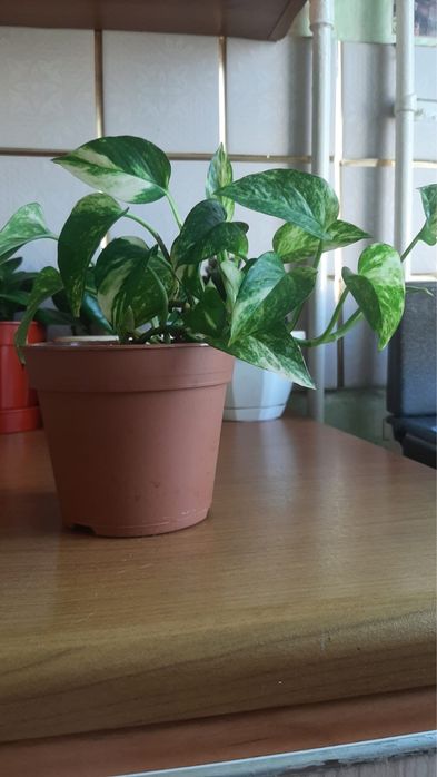 Продам комнатные цветы!