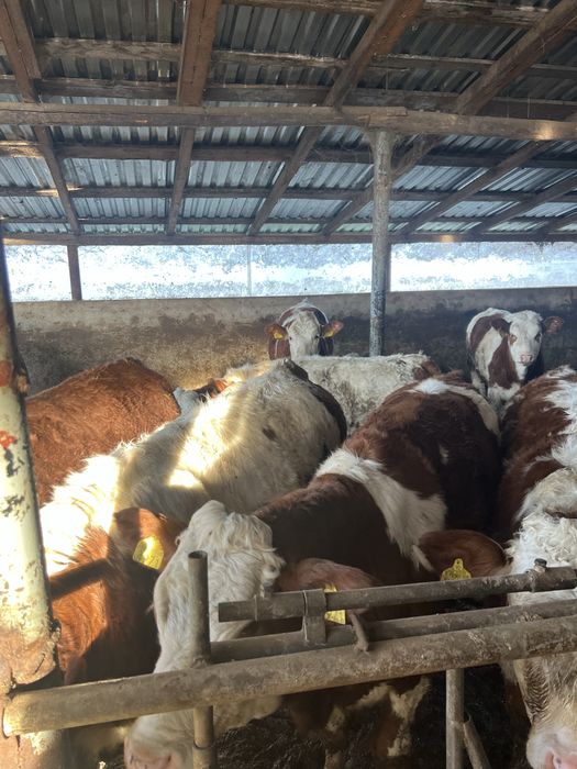 Vaci de vanzare mures