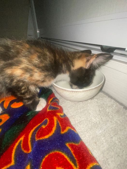Трехцветный котёнок