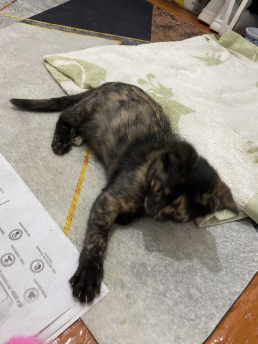 Котенок даром очень милый