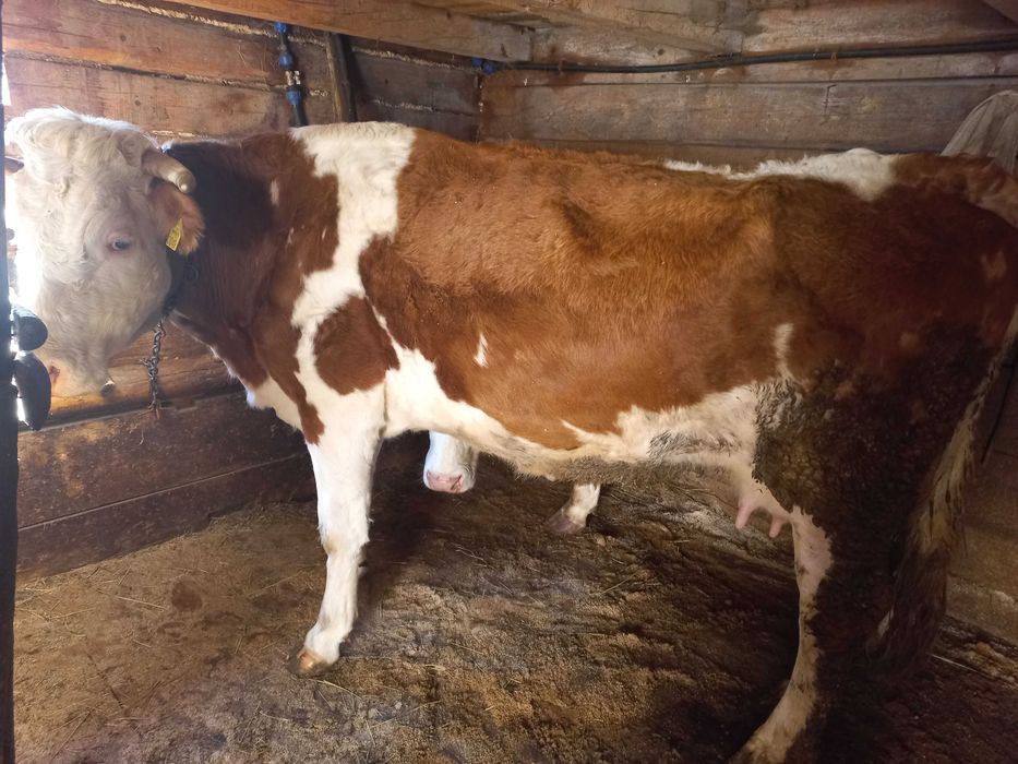 Vacă bălțată românească