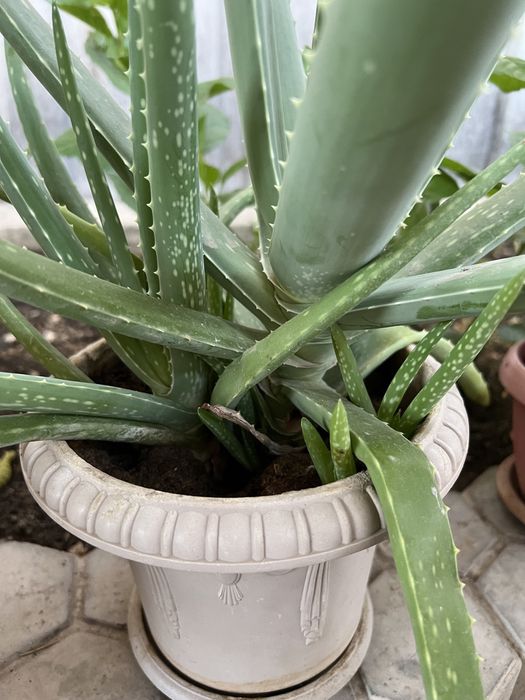 Лечебный алоэ молодой