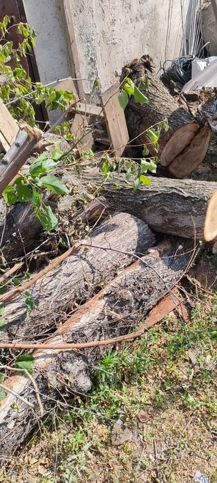 Отдам даром  пеньки,карагач,ветки