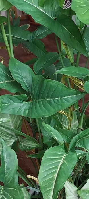 Отросток сингониума