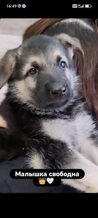 Шикарная девочка восточно-европейской овчарки